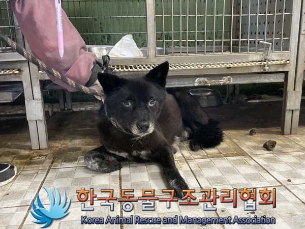 종료(안락사) 믹스…